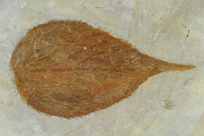 Unidentified Fossil Leaf - Glendive Montana #115310